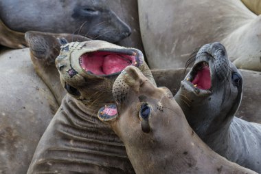 Elephant Seal - (Mirounga angustirostris) clipart