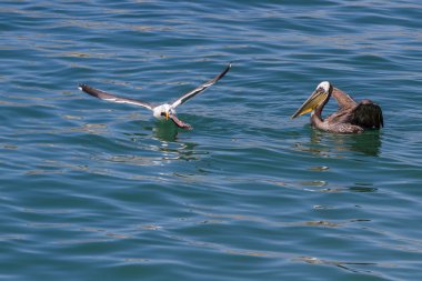 Pelikan vas deniz martı