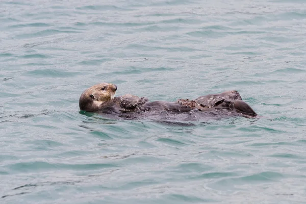 Sea otter - Enhydra lutris — Stockfoto