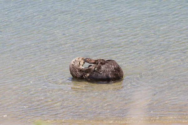 Sea otter - Enhydra lutris — Stockfoto