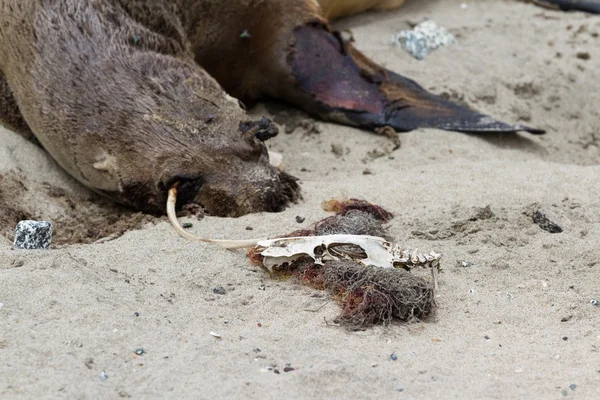 Death on the west coast — Stock Photo, Image