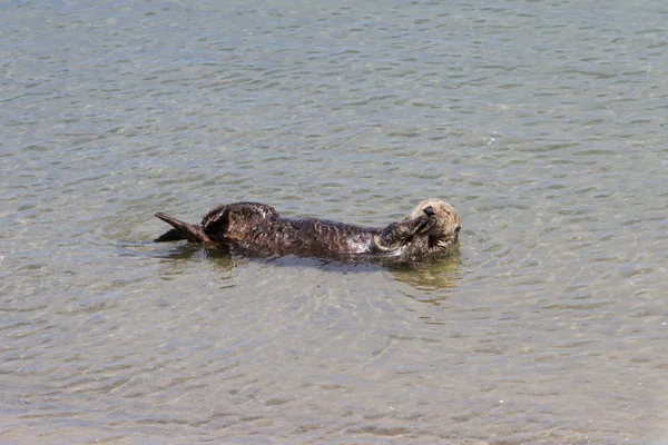 Nutria marina - Enhydra lutris — Foto de Stock