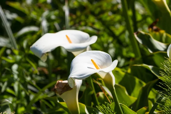 Lírios de Calla - Zantedeschia aethiopica — Fotografia de Stock