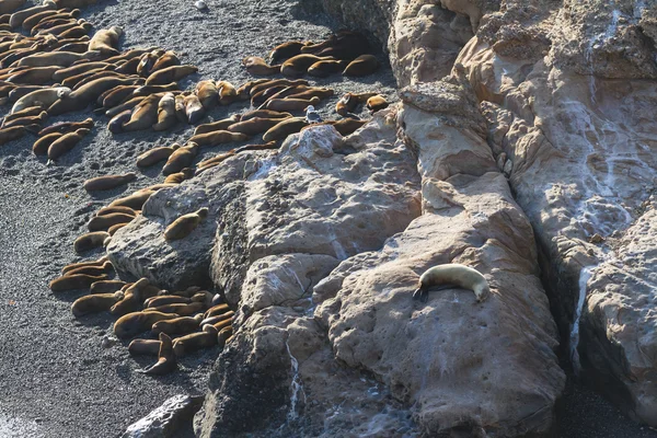 Тюлени на побережье — стоковое фото