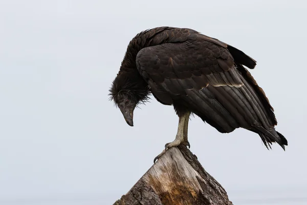 Condor da Califórnia (Ginástica californiana ) — Fotografia de Stock