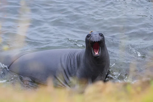 Elefantenrobbe - (mirounga angustirostris) — Stockfoto