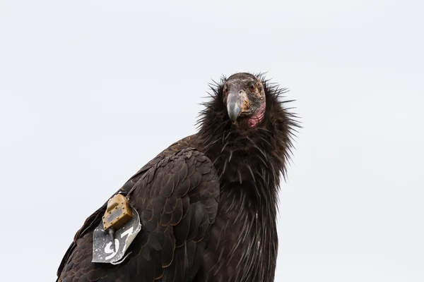 Condor da Califórnia (Ginástica californiana ) — Fotografia de Stock