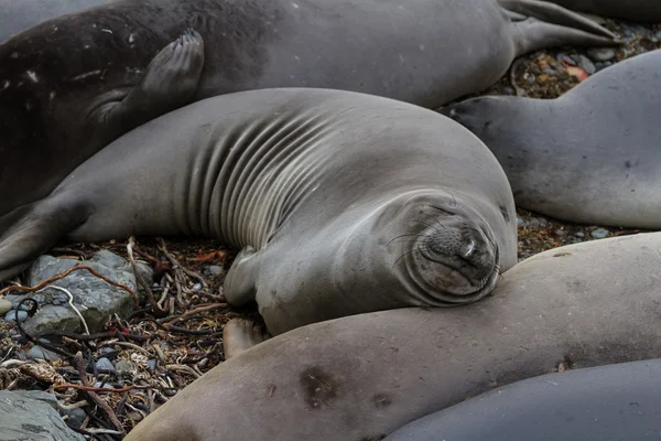 코끼리 인감-(Mirounga angustirostris) — 스톡 사진