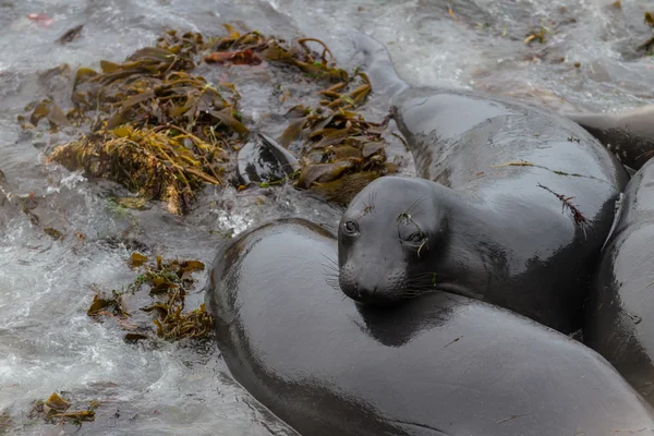 Elephant Seal - (Mirounga angustirostris) — Stock fotografie