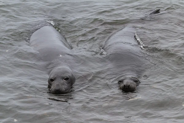 Foca elefante - (Mirounga angustirostris ) —  Fotos de Stock