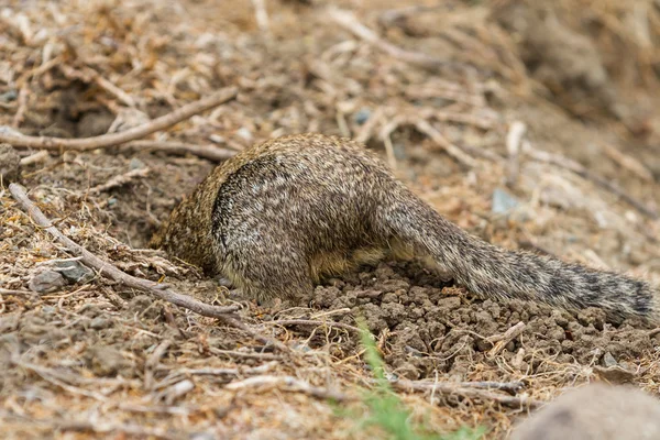 Ardilla de tierra — Foto de Stock