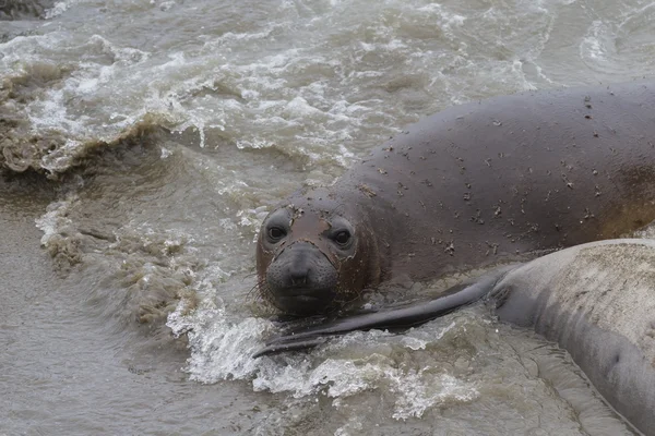 Elephant Seal - (Mirounga angustirostris) — Stock fotografie