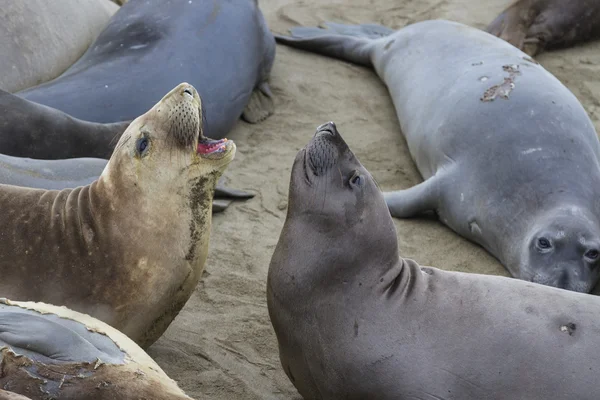 Elephant Seal - (Mirounga angustirostris) — Stock fotografie