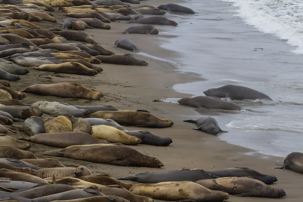 Elephant Seals - (Mirounga angustirostris) — Stock Photo, Image