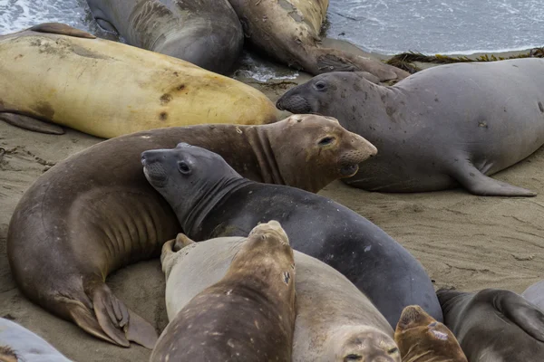 Elephant Seal - (Mirounga angustirostris) — Stock fotografie