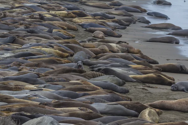 Elephant Seals - (Mirounga angustirostris) — Stock fotografie