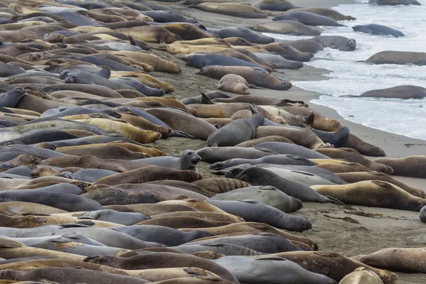 Elephant Seals - (Mirounga angustirostris) — Stock Photo, Image