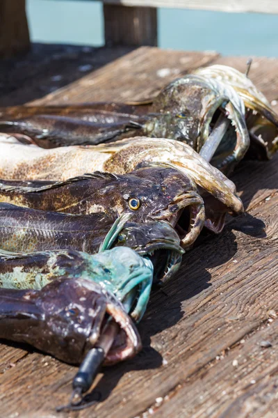 Fresh caught fish — Stock Photo, Image