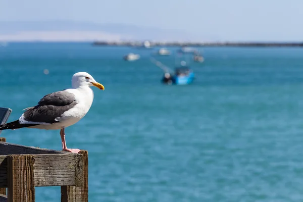 Gaviota en el muelle — Foto de Stock