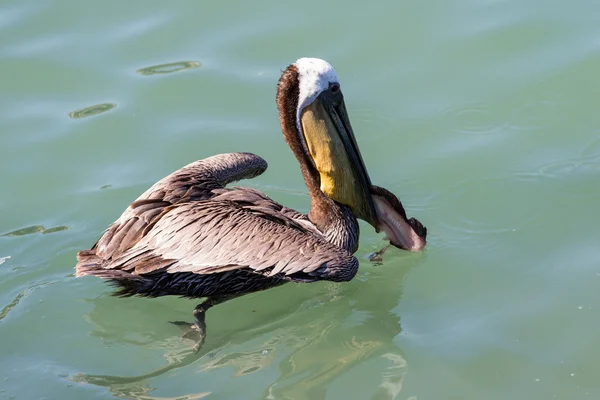 Pelican eating fish filet — Stock Photo, Image