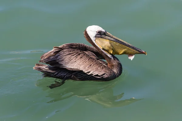 Pelican eating fish filet — Stock Photo, Image