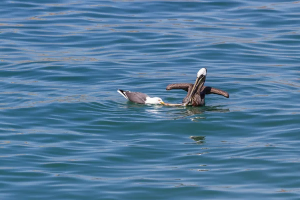 Pelikan vas deniz martı — Stok fotoğraf