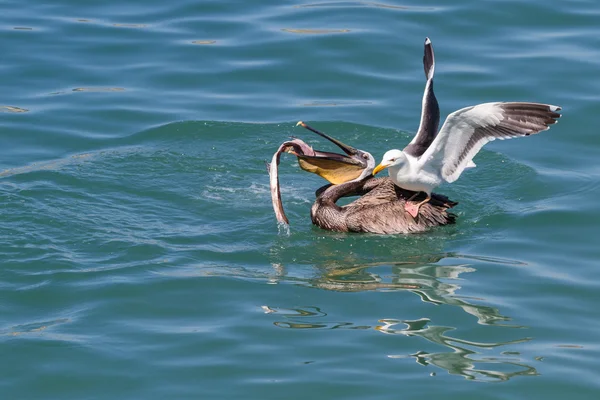 Pelican vas havsfiskmåsen — Stockfoto