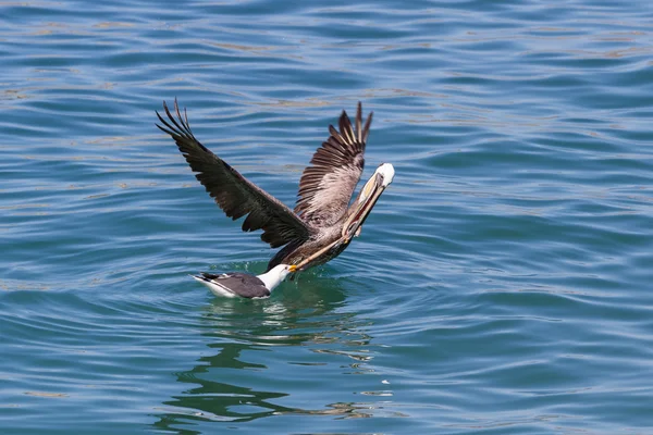 Pelikán vas sea gull — Stock fotografie