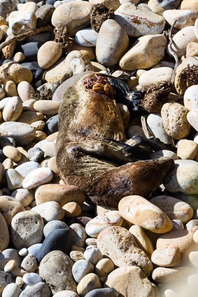 Dead seal in California — Stock Photo, Image