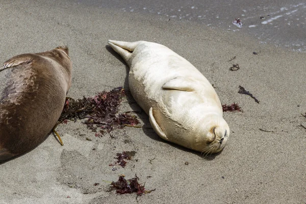 Earless seal — Stock Photo, Image