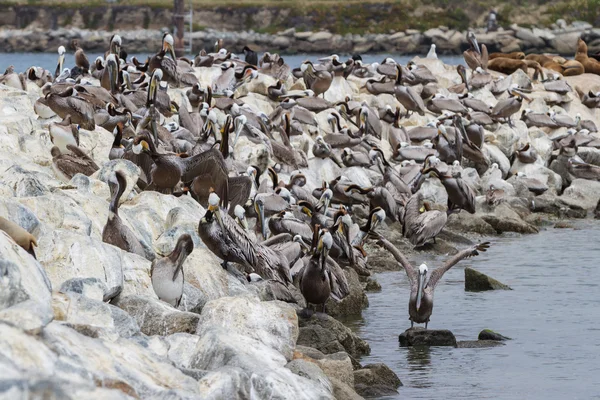 Brown Pelicans — Stock Photo, Image