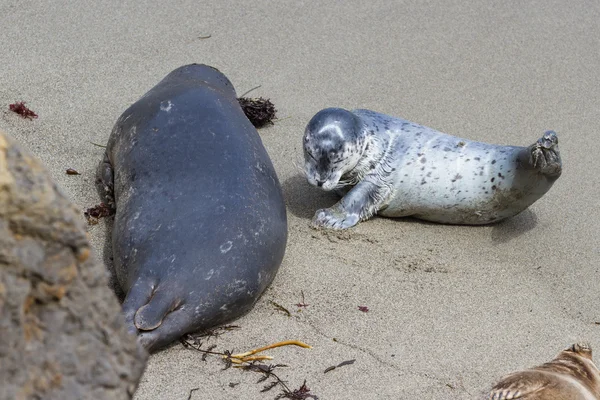 Baby seal and his mother — Stock Photo, Image