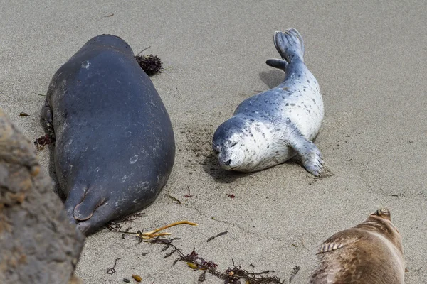 Baby seal and his mother — Stock Photo, Image