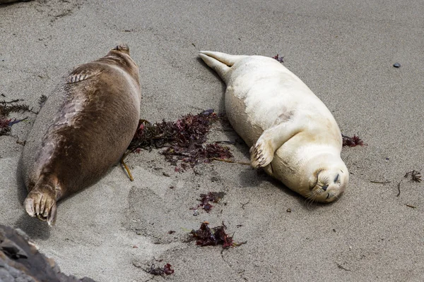 Earless seal — Stock Photo, Image