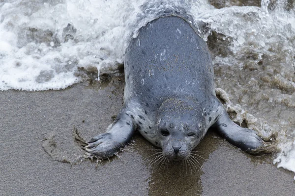 Dois dias de idade filhote de foca — Fotografia de Stock