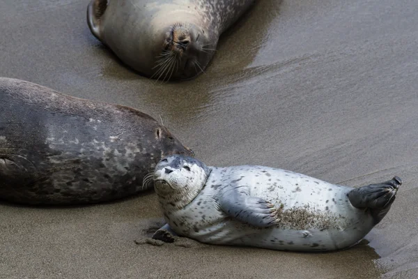 Dois dias de idade filhote de foca — Fotografia de Stock