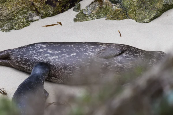 Тюлененок и его мать — стоковое фото