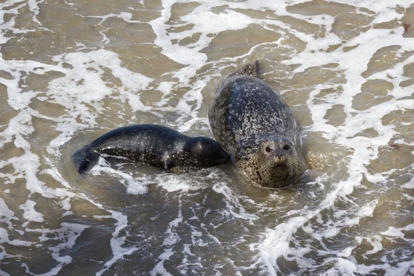 Baby seal and his mother — Stock Photo, Image