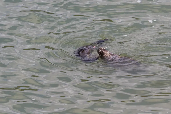 Cucciolo di foca e sua madre — Foto Stock