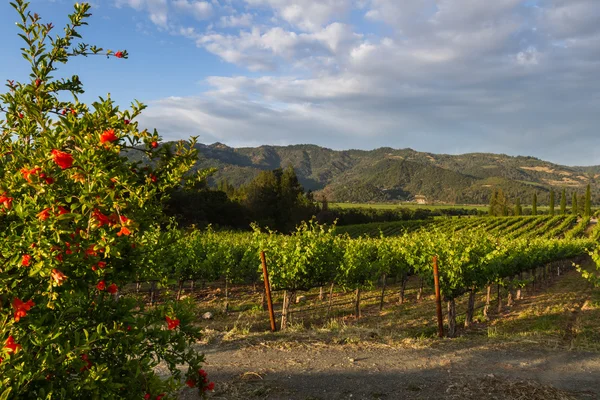 Vinhas de uva — Fotografia de Stock