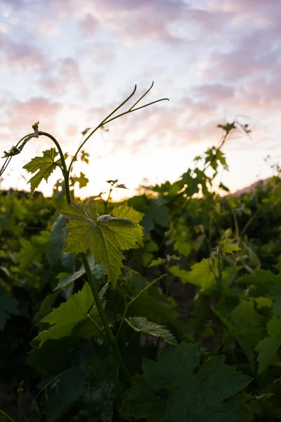 Vale de Napa — Fotografia de Stock