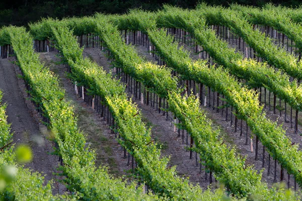 Viñedo en California — Foto de Stock