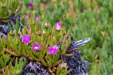 kıyı bitki örtüsü