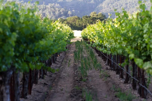 Vigneto in California — Foto Stock