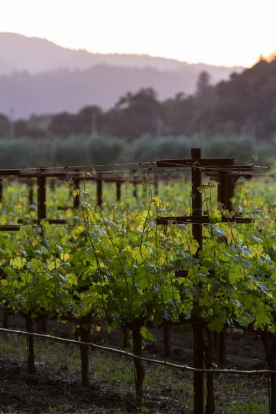 Vigneto in California — Foto Stock