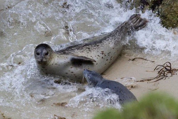 Cucciolo di foca e sua madre — Foto Stock