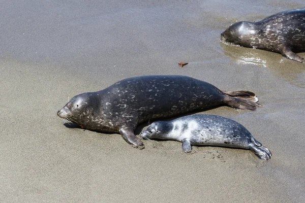 Baby seal och hans mor — Stockfoto