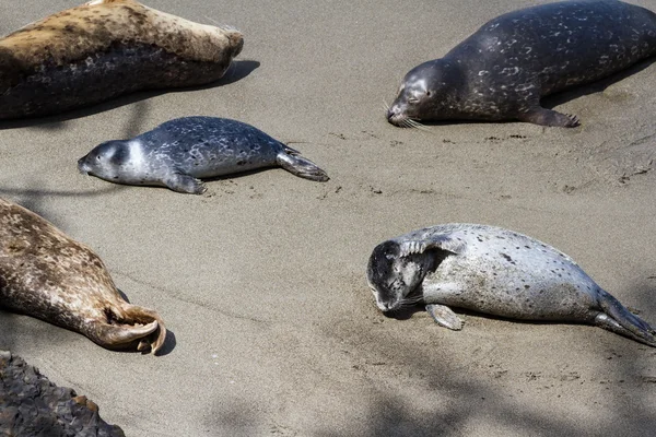Seehunde an der Küste — Stockfoto