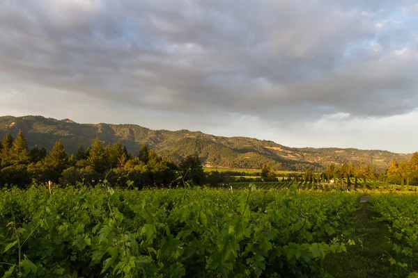 Vinhas de uva — Fotografia de Stock