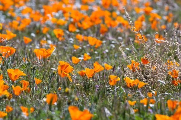 California Poppies-Eschscholzia californica —  Fotos de Stock